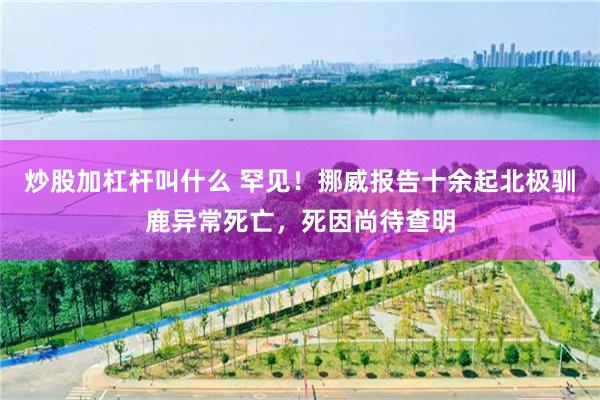炒股加杠杆叫什么 罕见！挪威报告十余起北极驯鹿异常死亡，死因尚待查明